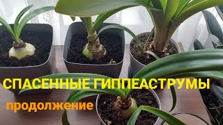 Гиппеаструмы с помойки#💖 Продолжение🌿Похоже лезет цветонос🤗🌷🌺🌺