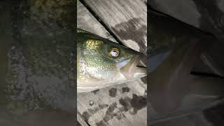 Dock Fishing For Striped Bass #bass #stripedbassfishing #fishing