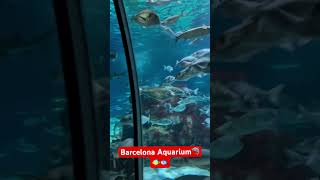 BARCELONA AQUARIUM🦈🐠🐟