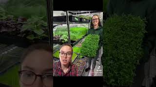 The truth about growing microgreens…