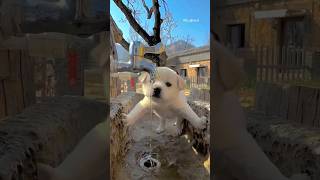 Cute puppy's 😍 🐕 #ds_media #cutepuppy #doglover #petlover #ytshorts #viralvideo #shorts