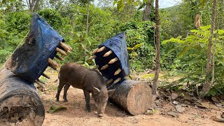 Creative Unique Wild Pig Trap UsingBig Palm tree&Wood- Best Wild Pig Trap #WildboarTrapping