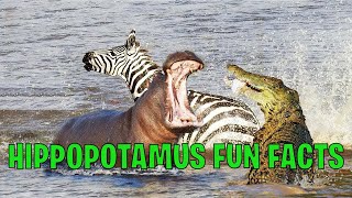 Hippopotamus Fun Facts: Interesting Facts About Hippopotamus | Team Tiggio | Hippo Facts