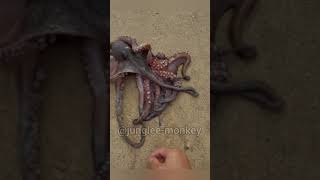 Aquatic animal octopus. #shorts #ytshorts