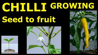 🌶 Chilli plant growing from seed to yellow fruit (3 months) - time lapse [4K]