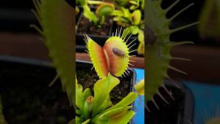 Large Venus Flytrap vs Small Woodlouse