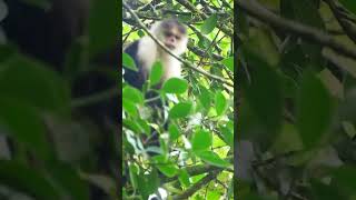 Panamanian Capuchin Monkey in Costa Rica PT.2 #travel #shorts #costarica