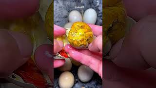 Balut eggs are super delicious p492#funy #animals #fyp