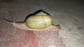 🐌BEAUTIFUL SNAIL🐌Sub me, Thanks🙏 @videosoriginal  #snail #americansnail #videoshorts