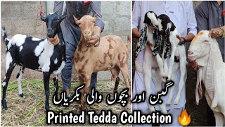 Gabban Or Bacho Wali Bakriya. Printed Tedda Collection 🔥 Najeeb Baloch Goat Farm.