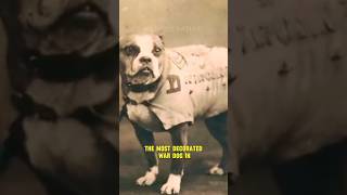 A True Dog Of War That Became a Sergeant #shorts #dog #animals #animal #animalfacts