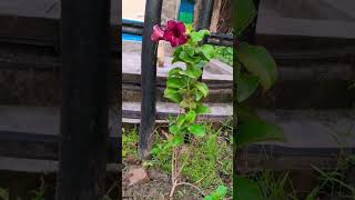 Allamanda Flower in my Garden