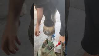 finishing a front foot #asmr #farrier #satisfying #oddlysatisfying #shorts #satisfyingvideo