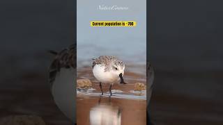 Critically endangered beautiful spoon-billed sandpiper #nature #shorts