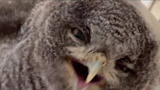 The Baby Screech Owl Is a Little Clumsy