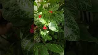 Episcia ❤️🐢#gardening  #plantshorts #plantlife #gardeningshorts #natureshorts #shorts #flowershorts