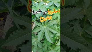 شجرة الخروع/ Castor tree/ le ricin commun#shorts