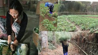 #village life || Gardening || pine tree plantation|| cooking food for Pig |ziro , Arunachal Pradesh.