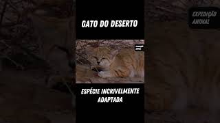 Gato do Deserto