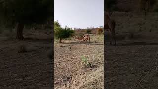 #camel #beautiful #video #viral