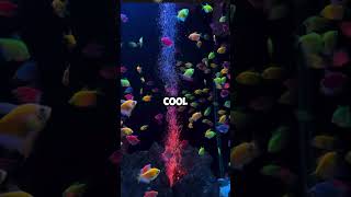 “GloFish: The Neon Star of Your Aquarium!” AquaVerse #glofish #glowfish #aquascape