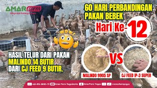 Part #12 | 60 HARI PERBANDINGAN PAKAN BEBEK | Malindo 9905 SP Vs CJ Feed IP-3 Super