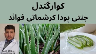 Aloe vera benefits & procedure to use it | کوارگندل کے فوائد | aloe vera for arthritis & burns