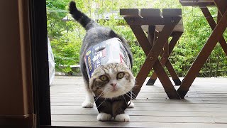 お外から帰ったらビール箱を着替えるねこ。-Maru changes the beer box when he gets back from outside.-