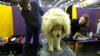 Tibetan Mastiff - GCH Sierras' Sasha Yakone Nanuk