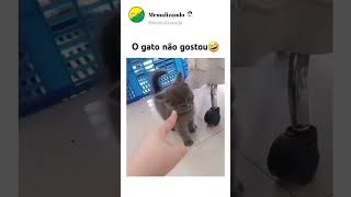 Não APONTE o DEDO para esse GATO 😮 #humor #memes #shorts #shortvideo