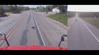 Animals crossing the road