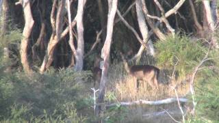 Living off the Land - Wildnewzealand Films