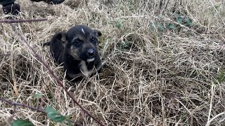 Ormanda Aradığımız Yavru Köpeği Annesi Gezdirirken Bulduk