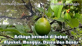 ASIKNYA BERMAIN DI KEBUN ALPUKAT MANGGIS DUREN DAN NANAS | CURUG CIJALU | WANAYASA SUBANG