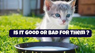 The Great Cat Milk Debate: Is It Good Or Bad For Them? | Should cats drink milk?