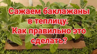 Сажаем баклажаны в теплицу  Как правильно это сделать