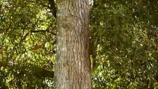 Squirrels gone wild - Nutmeg Day 5 - The Maple Tree