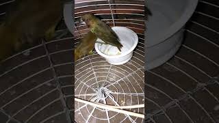 new member of J TV 24#short Love bird's #trending #birds hamming bird