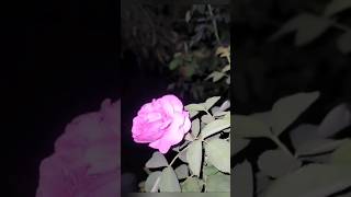 #roseflowers #trenfingshortvideo #garedening roseflowers