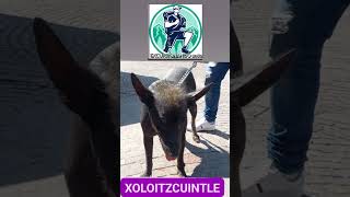 Xoloitzcuintle en La Piedad