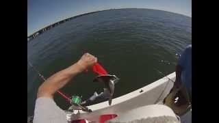 GO PRO Camera Fishing Hummer Head Shark at Fort De Soto Park