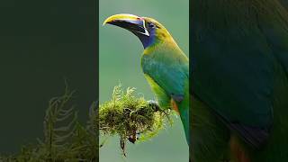 Unlocking hidden beauty: Emerald Toucanet #birds #toucan #tropicalbirds #colorfulbirds #wildlife