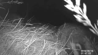 Badgers at night