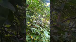 Bay leaves #tejpatta #shorts #youtubeshorts #delightfulkitchenbyprabha #viralsound