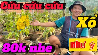 2-6-2024 Vườn nhà xổ mạnh tay Giảo như ý và siêu bông bình lợi ✅đã bán hết 🌲✅