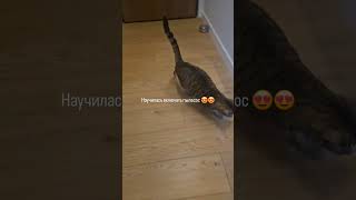 Научилась включать пылесос 🙈🤣 #cat #безкотажизньнета #кот #варшава