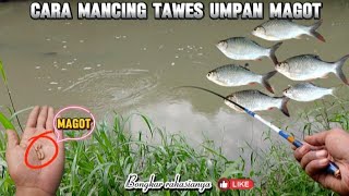 BONGKAR CARA DAN RANGKAIAN MANCING IKAN TAWES PAKAI UMPAN MAGOT.#mancing #mancingtawes