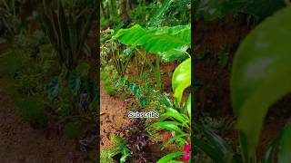 Part 5💚 #gardeningvideos #landscape #youtubeshorts #kerala #indoorgardening