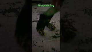 Baddie Frogs be like #baddie #frog