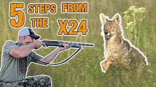 Letting the 12 Gauge Eat! - Coyote Hunting